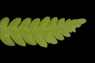 Long Beech Fern (Phegopteris connectilis). Pinna Closeup