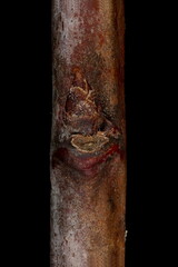 Plum (Prunus domestica). Lateral Bud Closeup