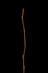 Virginia Creeper (Parthenocissus quinquefolia). Wintering Twig Closeup - obrazy, fototapety, plakaty