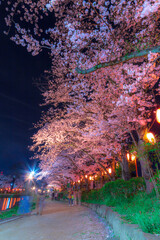 夜桜のライトアップ風景　春の夜景　上沼公園　埼玉県東松山市