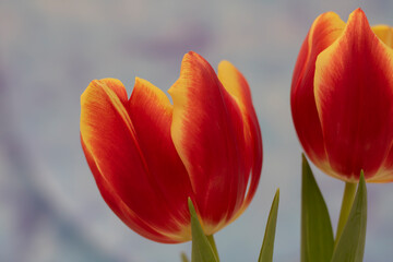 Spring Flowers Vivid Red and Yellow Tulips