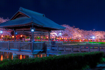 夜桜のライトアップ風景　春の夜景　上沼公園　埼玉県東松山市