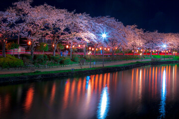 夜桜のライトアップ風景　春の夜景　上沼公園　埼玉県東松山市