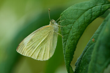Kleiner Kohlweißling (Pieris rapae)	