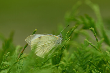 Großer Kohlweißling (Pieris brassicae)	