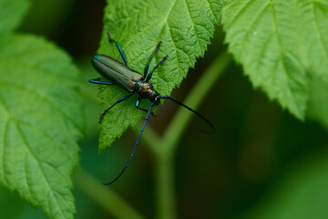 Moschusbock (Aromia moschata) Männchen	