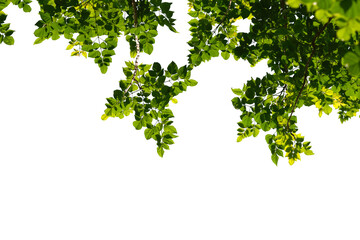 Naklejka premium Green tree branch isolated on white background