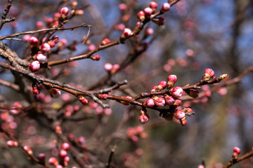 Spring, The swollen buds of the trees will soon bloom