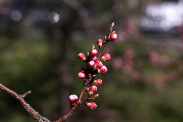 Spring, The swollen buds of the trees will soon bloom