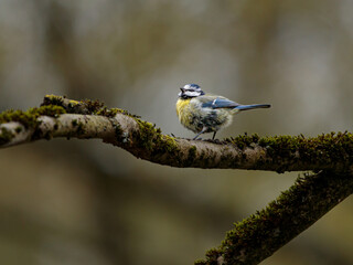 Blaumeise
