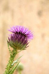 Close up of an Illyrian cottonthistle flower, Jordan
