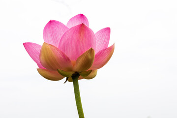 Isolated close-up view of large pink petaled lotuses which bud and bloom beautifully.