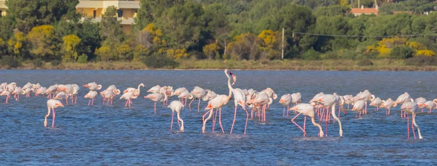 Fotobehang pink flamingo males fighting for supremacy  © ivan canavera