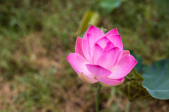 A close-up view of large pink lotus flowers blooming beautifully with blurred green leaves.