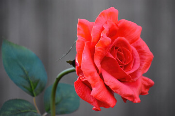 The beautiful red rose symbolizes romance, love, beauty, and courage. 
