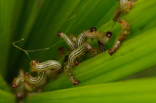 Larvae feeding and reproducing on a new jussara palm leaf. macro photography