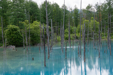 緑の森を映す初夏の青い池　美瑛町
