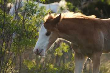 Colt foal close up during spring on farm.