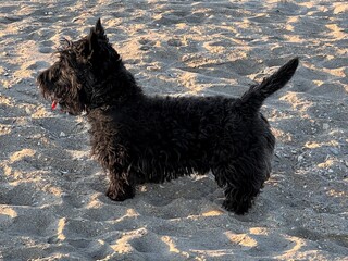 scottish terrier noir - 497509700