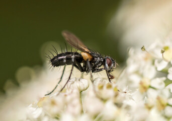 Fliegen