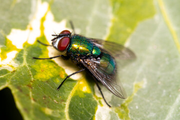 Macrophotographie d'une mouche verte sur une feuille de lierre