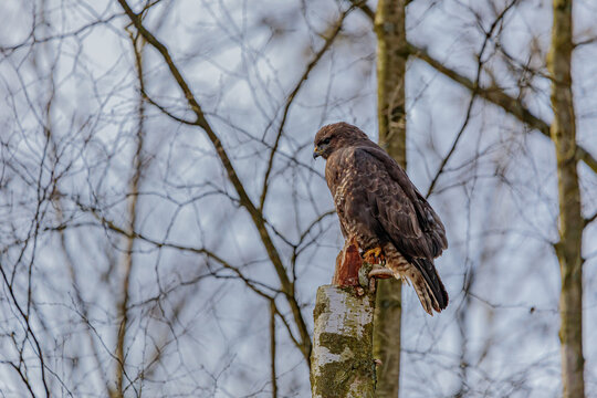 Bussard / M&auml;usebussard