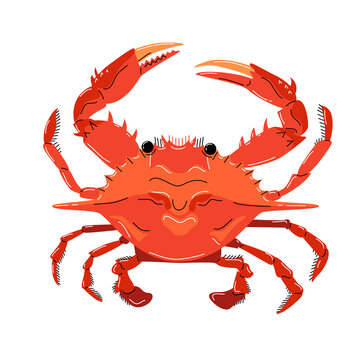 Seafood illustration in cartoon style. Red crab on a white background