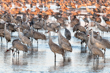 Sandhill cranes (Grus canadensis) roosting in Platte River in the early morning;  near Kearney,...