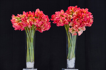 Gladiolus plants and flowers on a cristal jars. Ornamental flowers