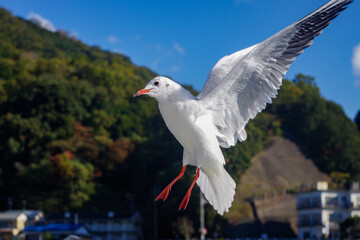 飛ぶカモメ