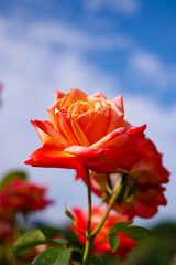 青空とバラの花