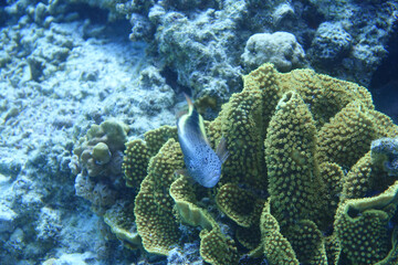 Close up shot of Freckled hawkfish in the coral
