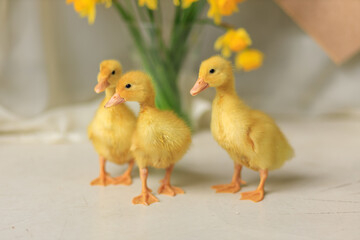 Three little cute ducks. postcard with animals for easter
