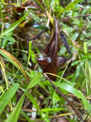 spider on a leaf