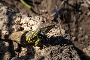 Portrait of a Canary Island lizard on the Canary Island Tenerife. A canary lizard on rocky ground in the wild closeup.