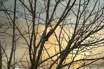 Red squirrel in the trees a nut in the mouth, early spring, sunset