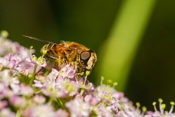 Schwebfliege, Mistbiene