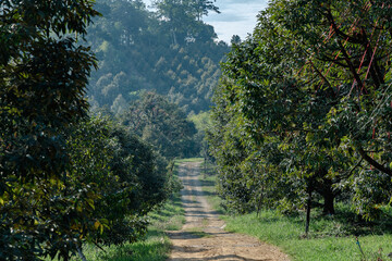 Durian trees in an orchard of farmers in Chanthaburi, Thailand