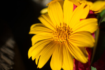 yellow flower