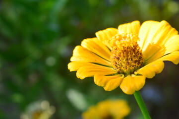 zinnia elegans flower of the genus zinia with a beautiful yellow color grows in the garden