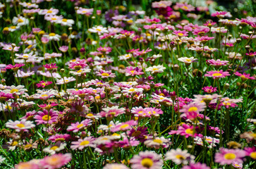 Naklejka premium garden