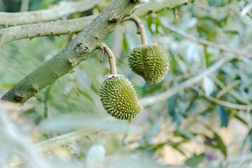 Durian is growing in the  orchard of Chanthaburi , Thailand . King of fruit
