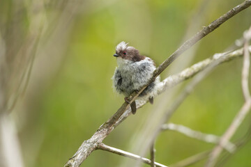 Long tailed tit juvenile perched on a branch, close up in the summer