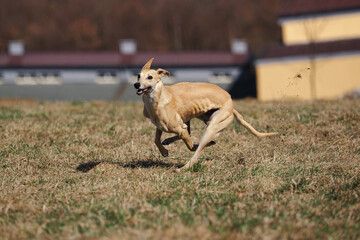 Obraz premium A greyhound dog running in a meadow.