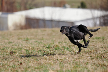 A greyhound dog running in a meadow.