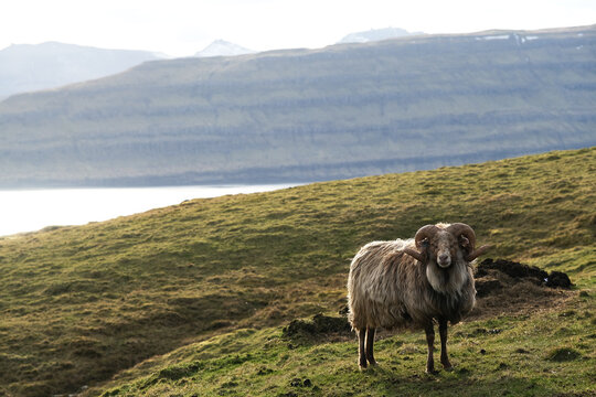 Faroese Sheep Lambs On Sheep Farm On Faroe Islands