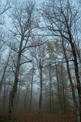 A misty morning in an autumn forest. Naked tree trunks stand among the fallen leaves. In the background is a blue sky. A beautiful, mysterious autumn landscape.