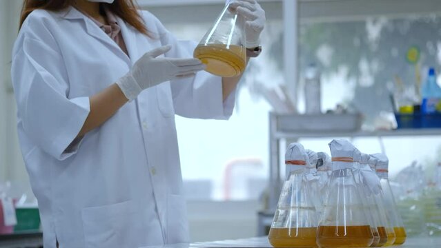 laboratory researcher holding medical erlenmeyer flask with yellow liquid wearing sterile gloves. Scientist woman in bacteria culture. Chemistry concept