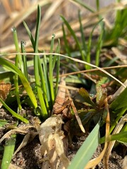 grass in the grass