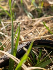 grass